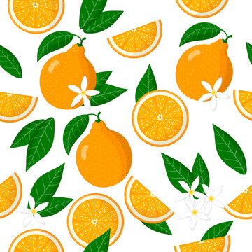 Vector cartoon seamless pattern with Citrus tangelo or honeybells exotic fruits, flowers and leafs on white background