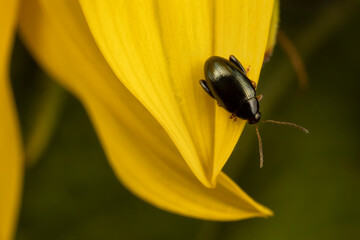 Close up of tny black insect on the yellow leaf of a sunflower plant.