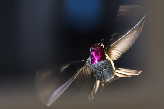 Anna's Hummingbird in flight