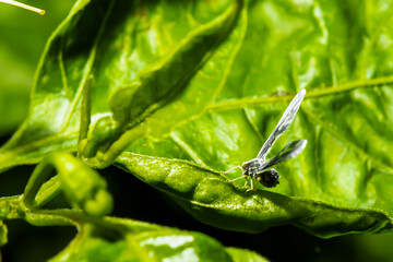 Insects are perched on the leaves.