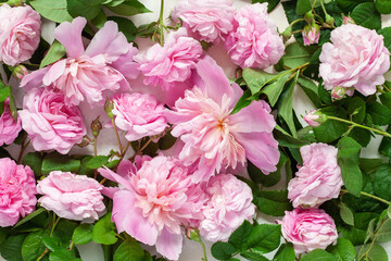 Pink peony and roses  Flowers in a frame on a bright background. Top view. Flat lay