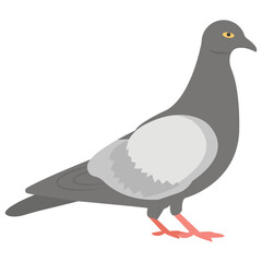 Pigeon 