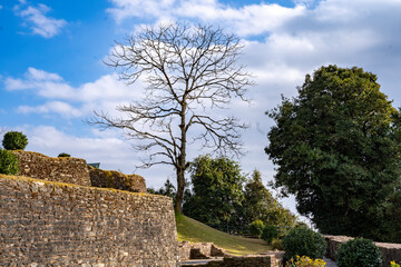 Fototapeta na wymiar tree in the fortress