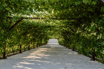 corridor tunnel arch in the summer day