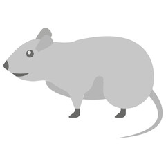 Rat 