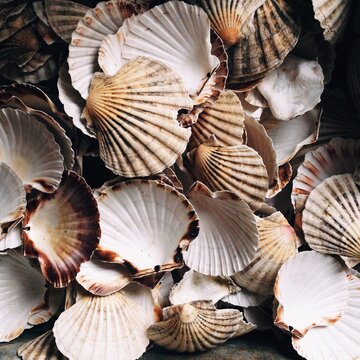 A selection of shells