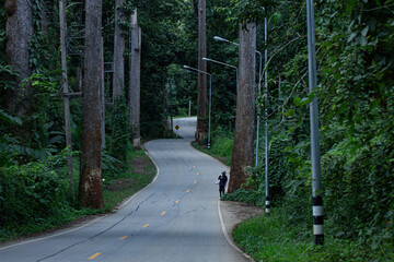 road in the woods