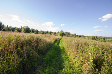 Fototapeta na wymiar The path through the field. Thick grass