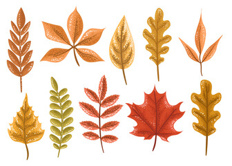 Autumn leaves on white background, collection, set