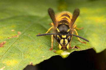 Close up macro of yellow and black wasp on a leaf eating syrup