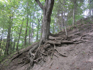 Fototapeta premium beautiful scenery park in canada