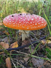 fly agaric mushroom