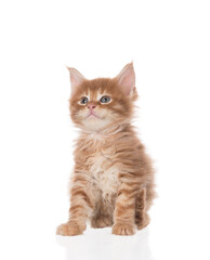 Obraz premium Maine Coon kitten