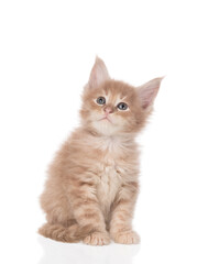 Maine Coon kitten