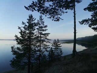 tree on the lake
