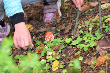 mushrooms in the forest