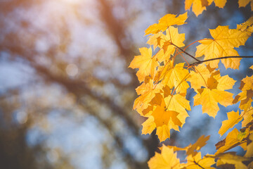 Autumn background-yellow maple leaves in the city Park
