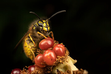 Close up of side view of yellow and black wasp perched on  a red unripe blackberry plant.