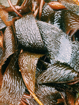 Various types of seaweed and kelp, close-up