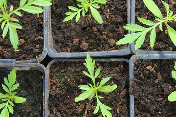 Marigold seedling are growing in plastic flower pot