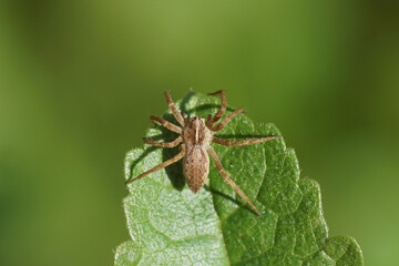 A young nursery web spider (Pisaura mirabilis) of the family Pisauridae on a leaf. Netherlands, September.      
