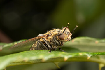 Close up of a fly cleaning itself with its head turned and legs in the air whilst lying on a green leaf.