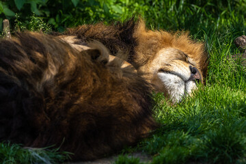 The lion, Panthera leo is one of the four big cats in the genus Panthera