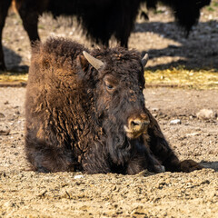 Fototapeta premium American buffalo known as bison, Bos bison in the zoo