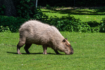 Capybara, Hydrochoerus hydrochaeris grazing on fresh green grass