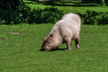 Capybara, Hydrochoerus hydrochaeris grazing on fresh green grass