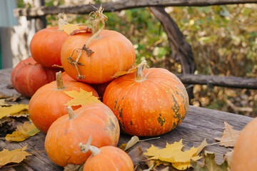 Happy Halloween, Thanksgiving. Pumpkin fruit with maple leaves on a wooden table, collecting the autumn harvest. Concept of tradition.