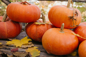 Happy Halloween, Thanksgiving. Pumpkin fruit with maple leaves on a wooden table, collecting the autumn harvest. Concept of tradition.
