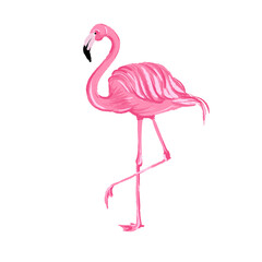 exotic Pink flamingo isolated on white background. Hand drawn Vector illustration.