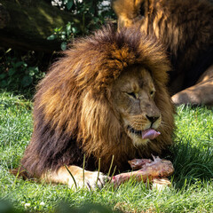 The lion, Panthera leo is one of the four big cats in the genus Panthera