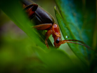 red beetle on a leaf