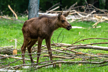 European Moose, Alces alces, also known as the elk