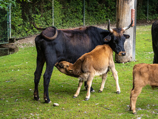 Naklejka na ściany i meble Baby Heck cattle, Bos primigenius taurus or aurochs in the zoo