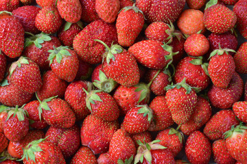 A large amount of strawberries in an even layer