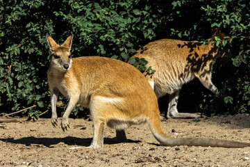 The agile wallaby, Macropus agilis also known as the sandy wallaby