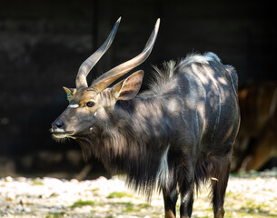 The common eland, Taurotragus oryx is a savannah antelope