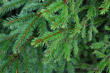 Bright fresh fir branches for the background. Close-up photo selective focus.