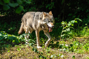 European Grey Wolf, Canis lupus in a german park