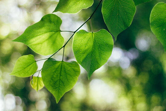 Green leaves in sunlight