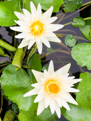 Blooming lotus