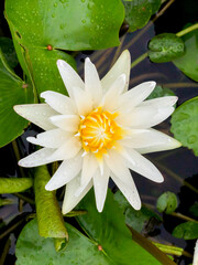 Blooming lotus