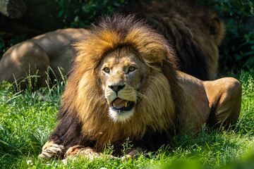 The lion, Panthera leo is one of the four big cats in the genus Panthera