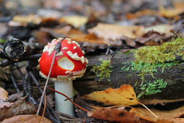 Mushroom fly agaric in the autumn forest. Close-up photo selective focus.