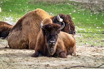American buffalo known as bison, Bos bison in the zoo