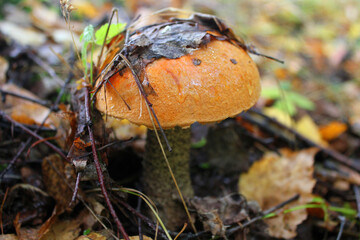 Aspen mushroom in the autumn forest. Close-up photo selective focus.