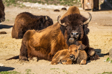 American buffalo known as bison, Bos bison in the zoo